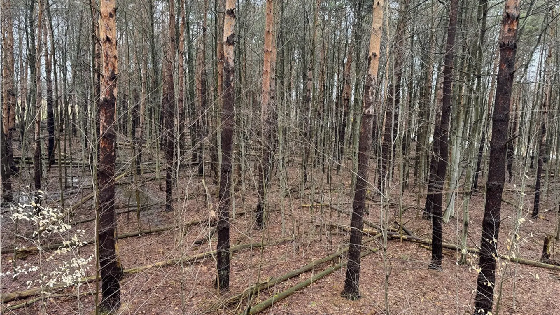 Property at 10934 Harlow Rd Road, Darien, NY 14040 21