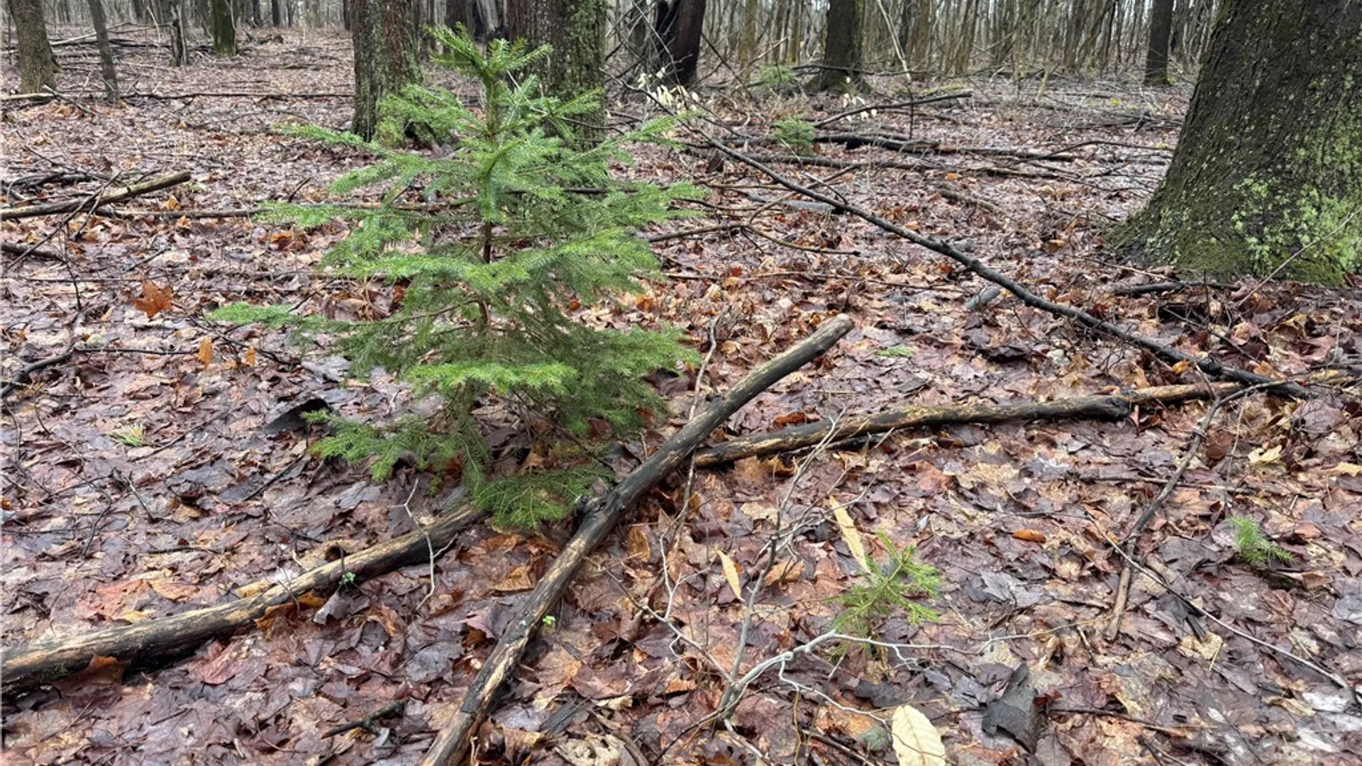 Property at 10934 Harlow Rd Road, Darien, NY 14040 22