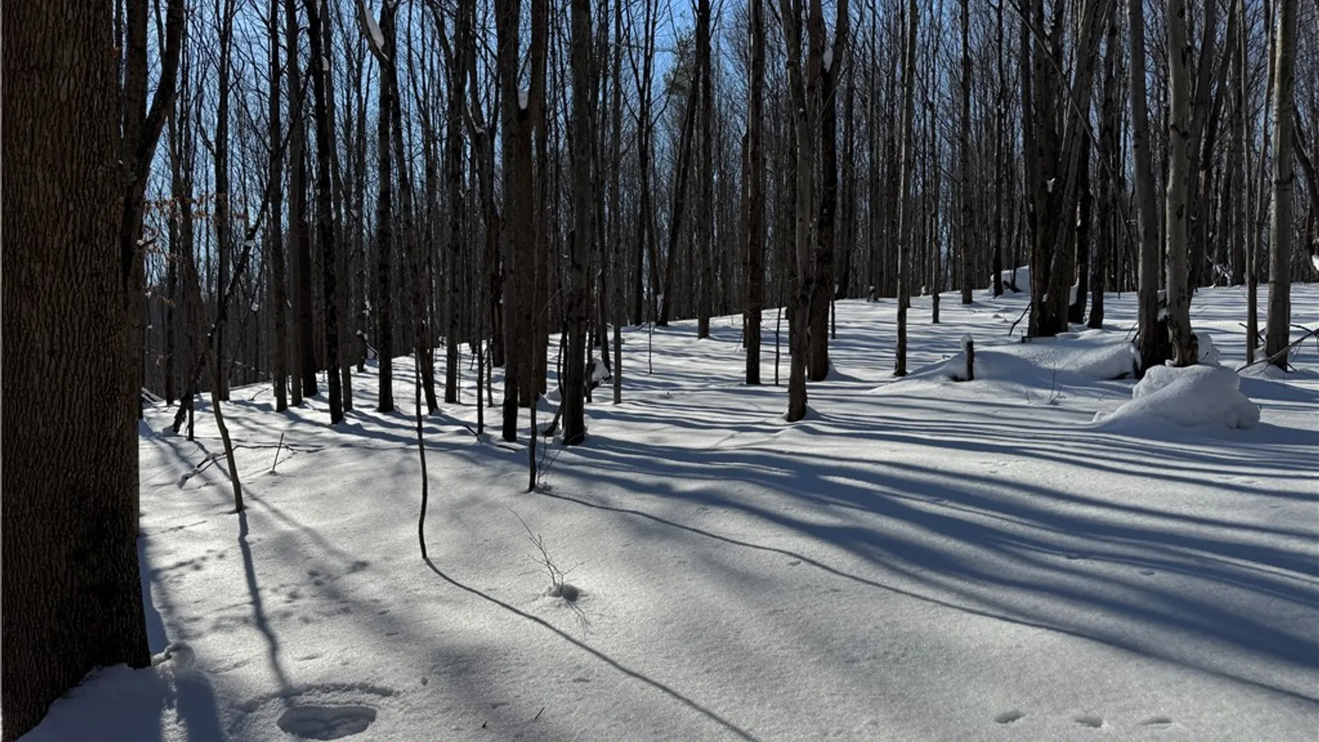 Property at 10934 Harlow Rd Road, Darien, NY 14040 5