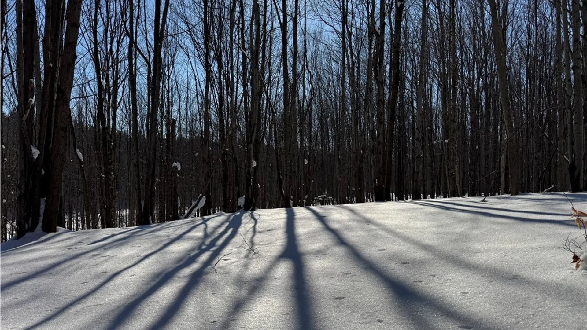 Property at 10934 Harlow Rd Road, Darien, NY 14040 6