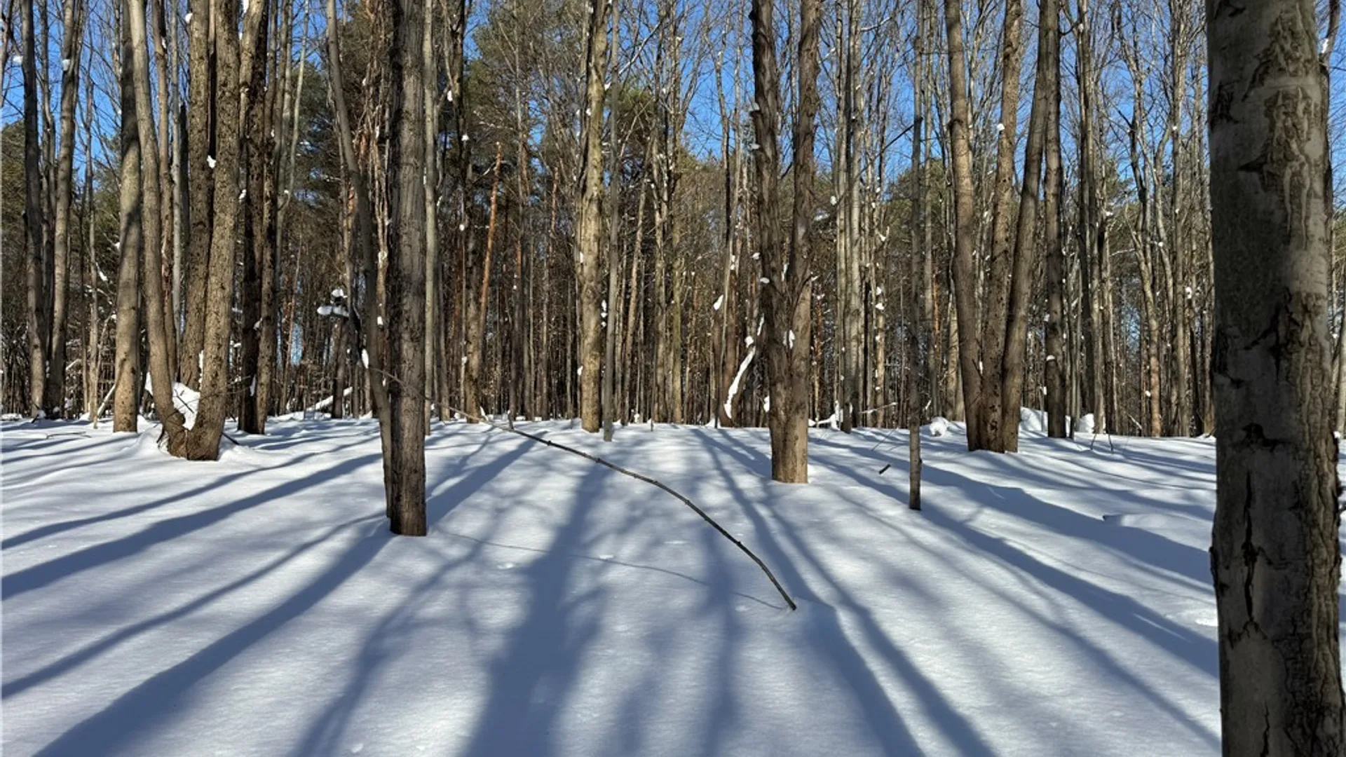 Property at 10934 Harlow Rd Road, Darien, NY 14040 7