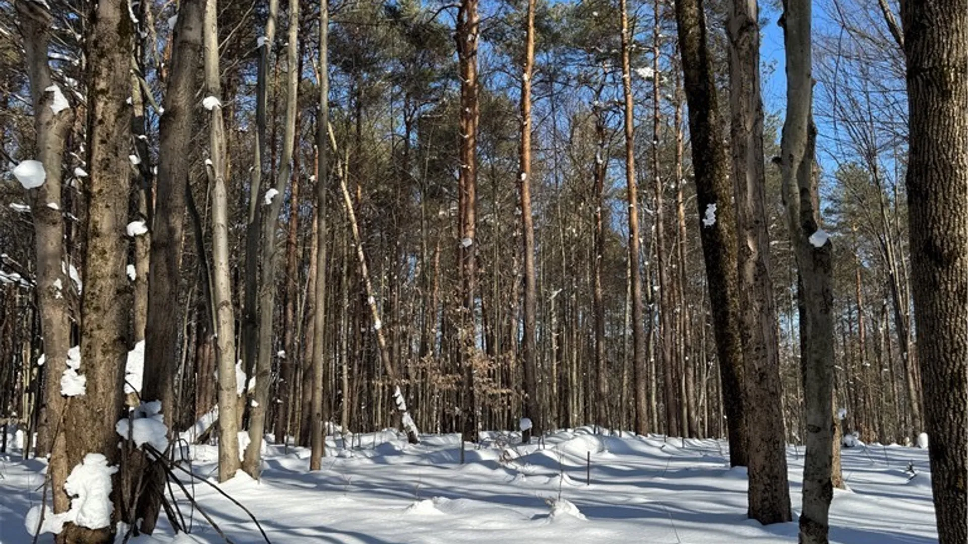 Property at 10934 Harlow Rd Road, Darien, NY 14040 8