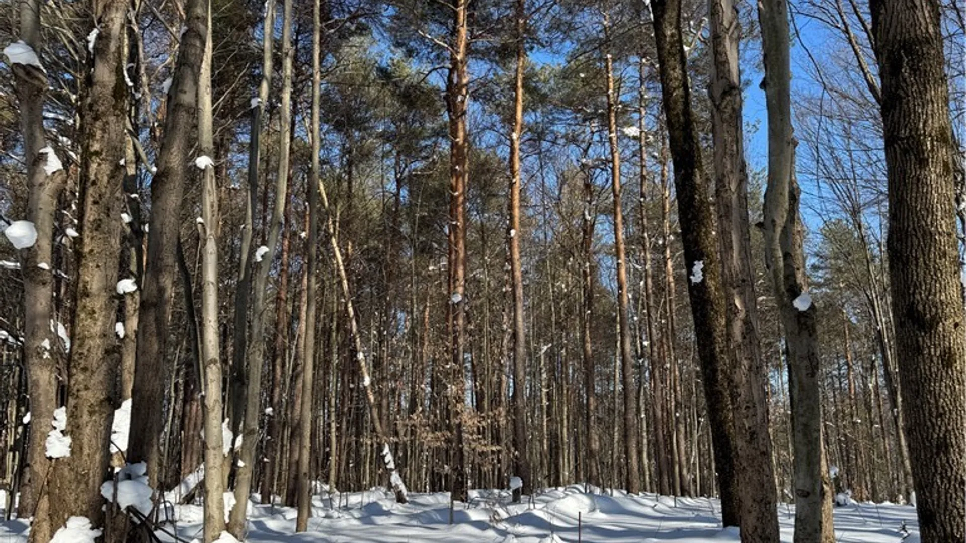 Property at 10934 Harlow Rd Road, Darien, NY 14040 9