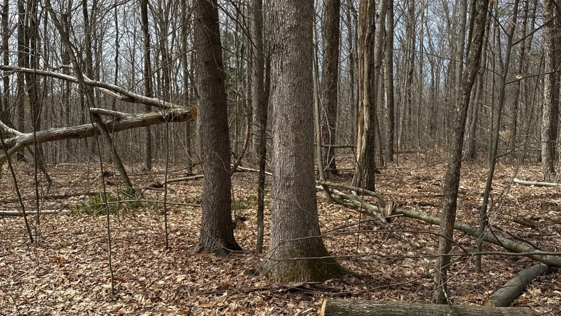 Property at 159 White Birch Lake, Windsor, NY 13865 17