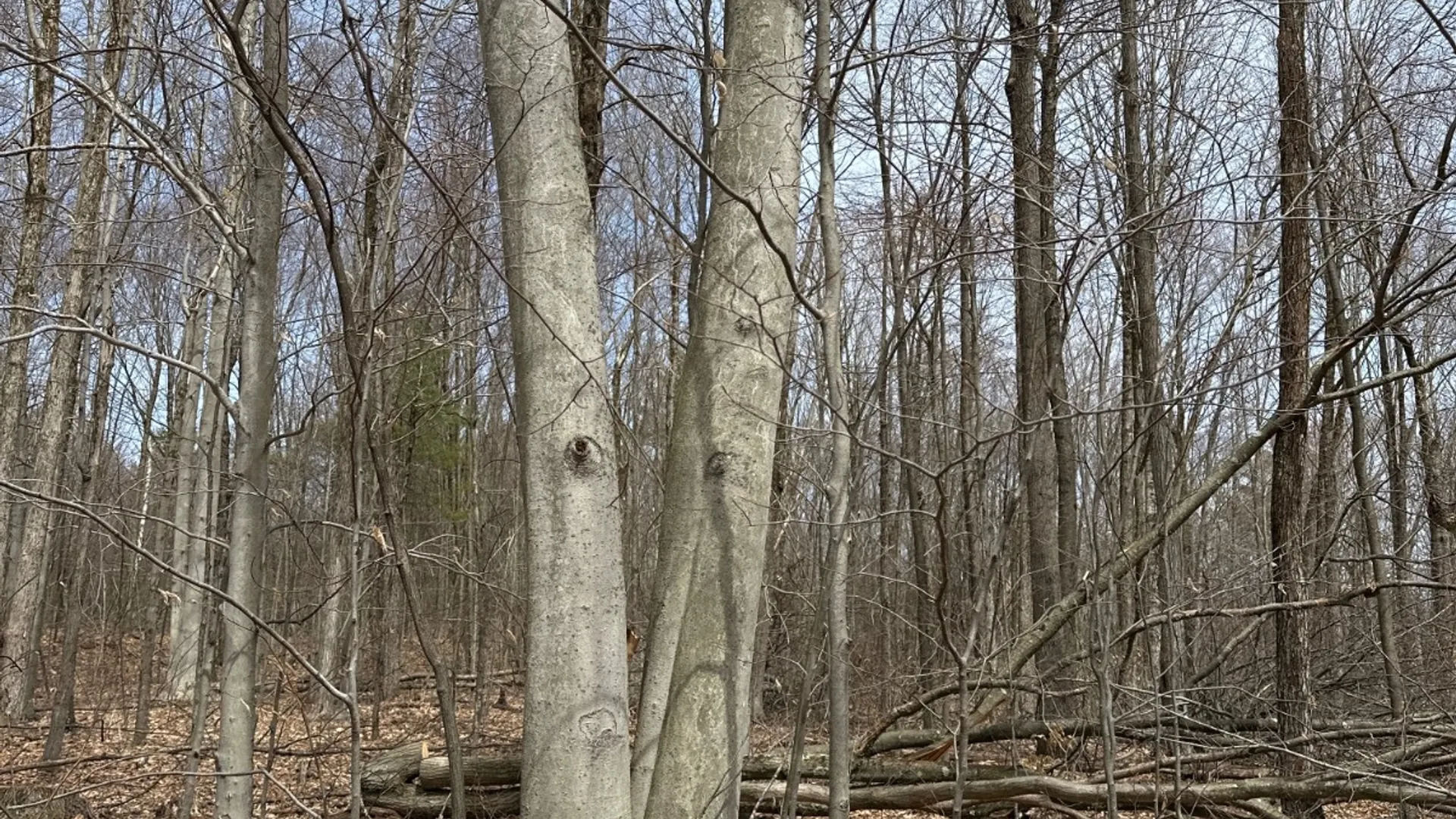 Property at 159 White Birch Lake, Windsor, NY 13865 18