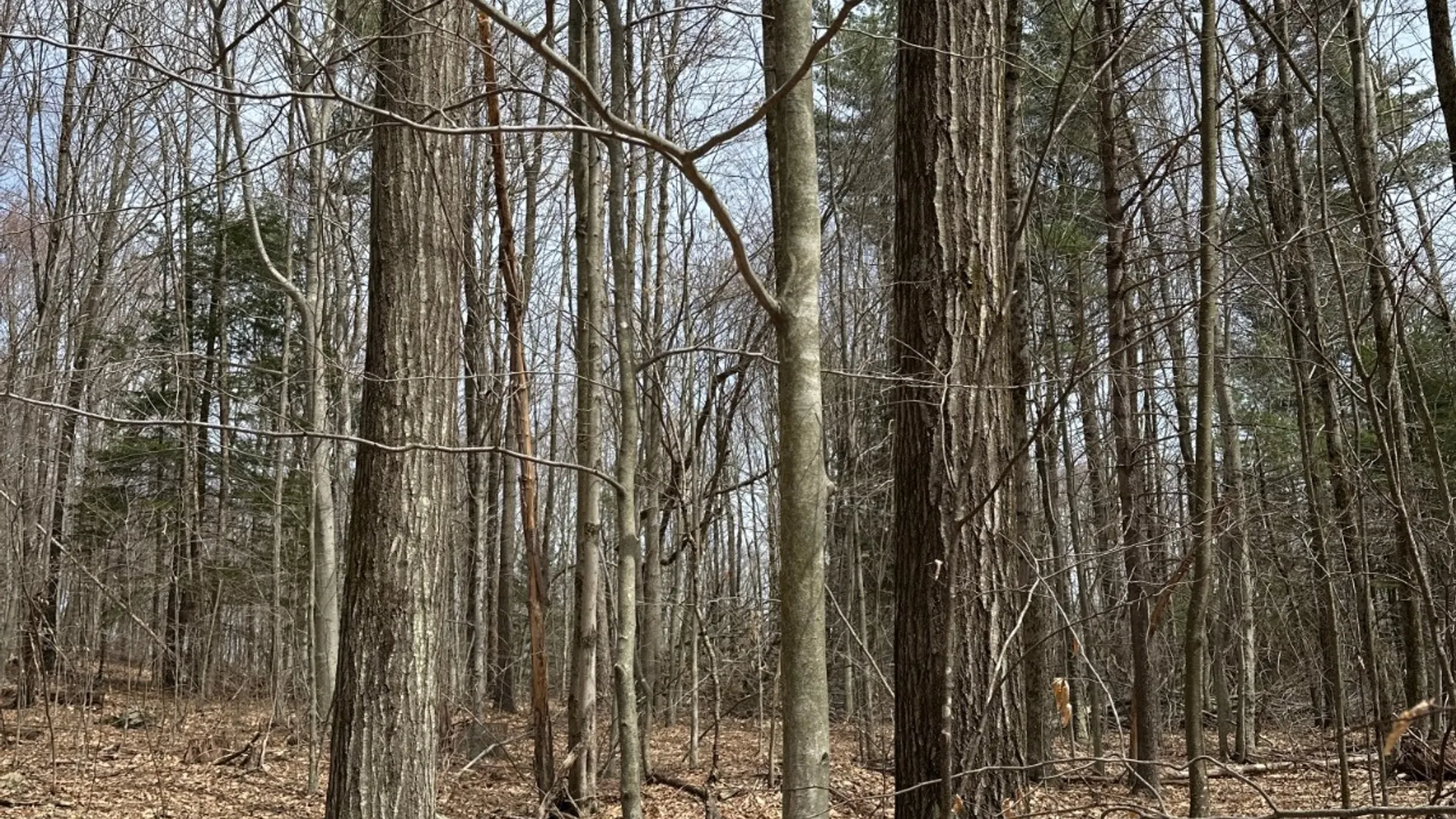 Property at 159 White Birch Lake, Windsor, NY 13865 20