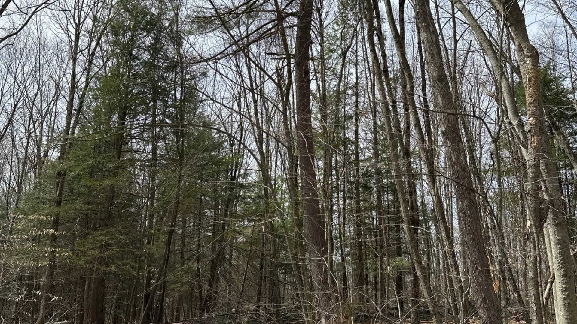 Property at 159 White Birch Lake, Windsor, NY 13865 21