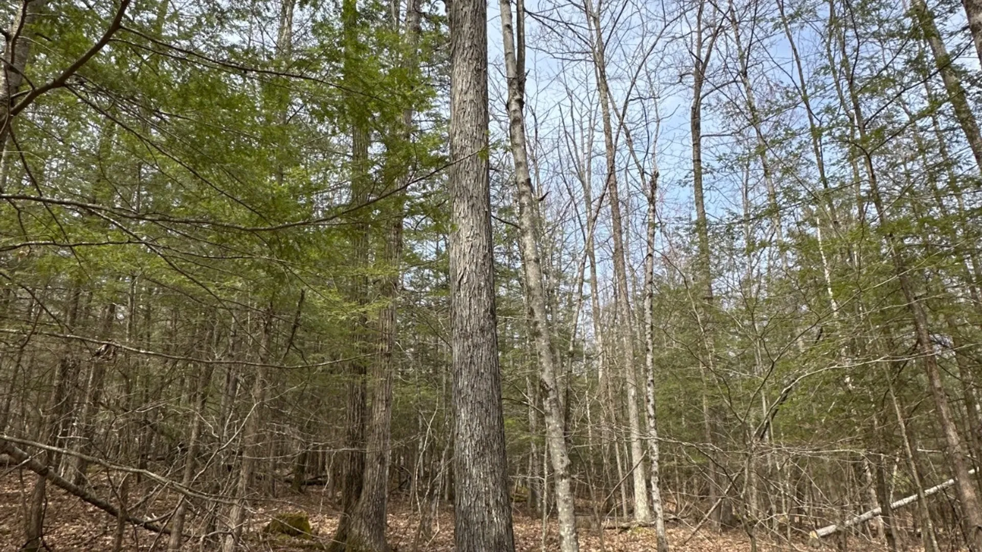 Property at 159 White Birch Lake, Windsor, NY 13865 23