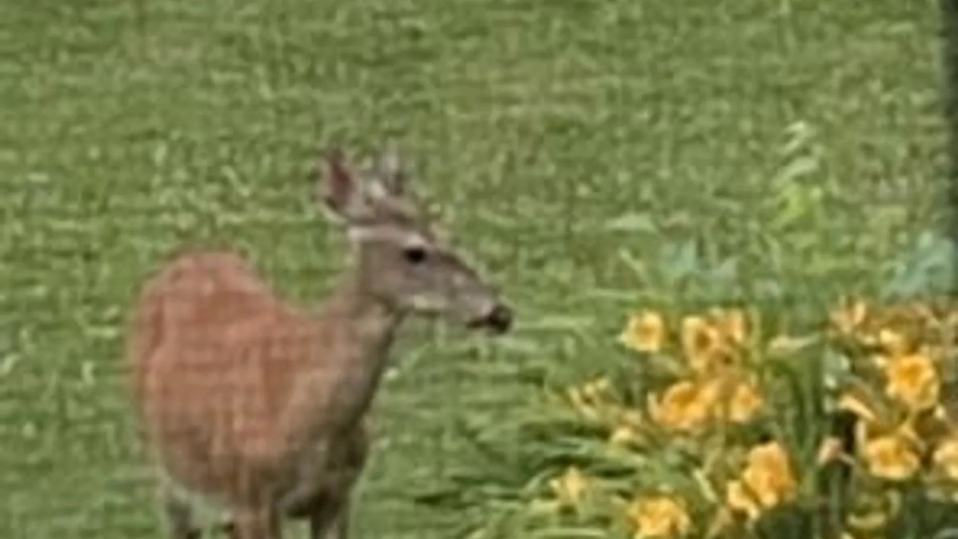 Property at 5 Vernon Place, Big Flats, NY 14871 49