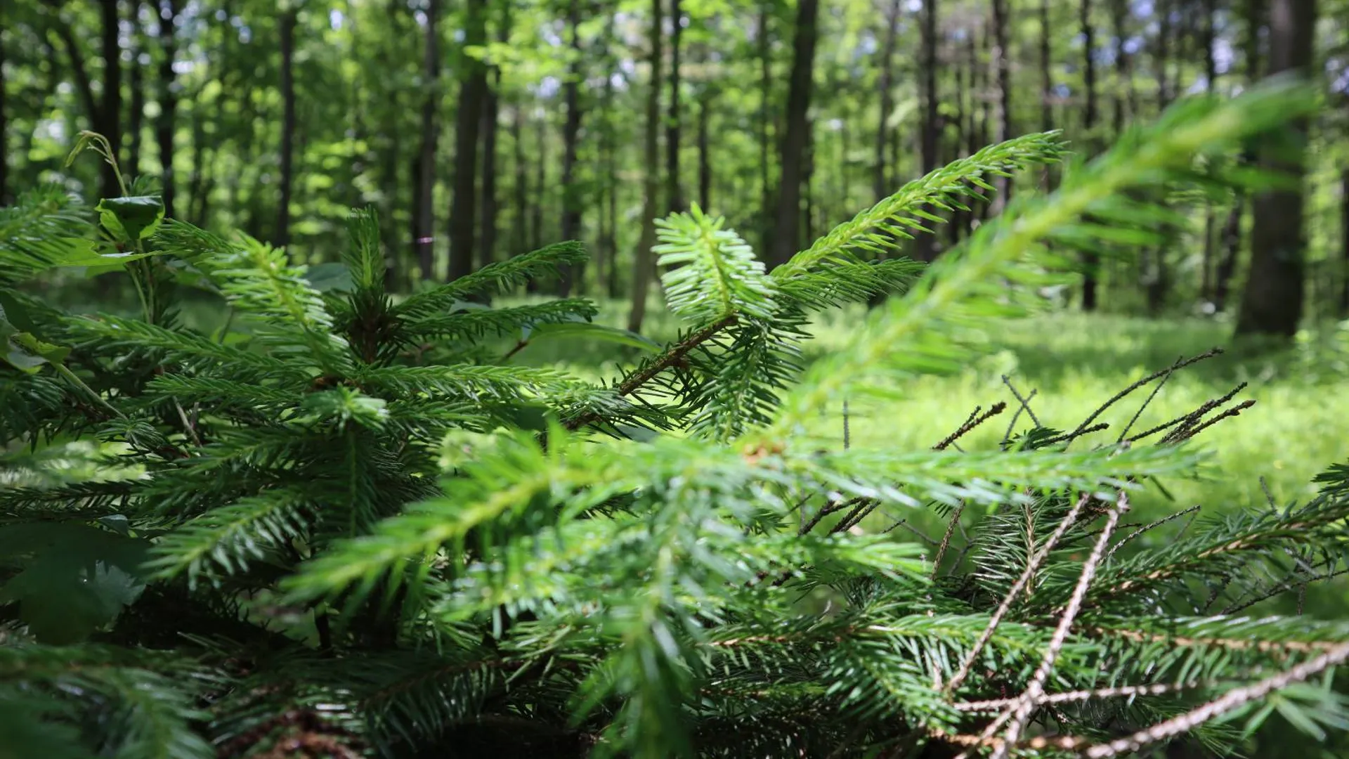 Property at 0 Sacandaga Road, Glenville, NY 12302 11