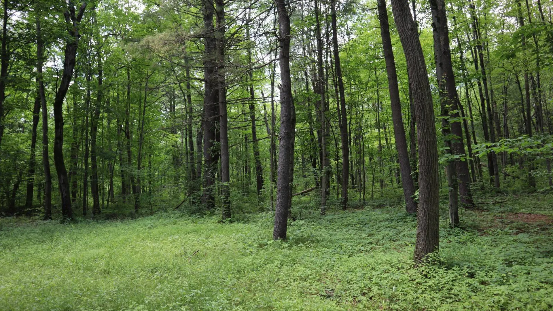 Property at 0 Sacandaga Road, Glenville, NY 12302 14