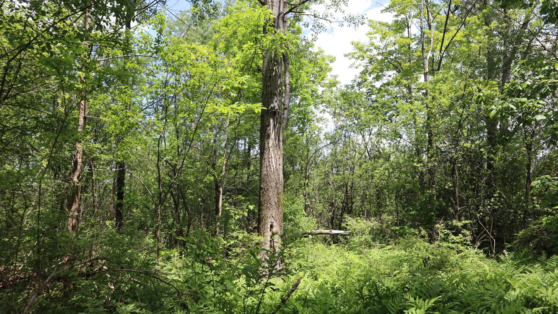 Property at 0 Sacandaga Road, Glenville, NY 12302 15