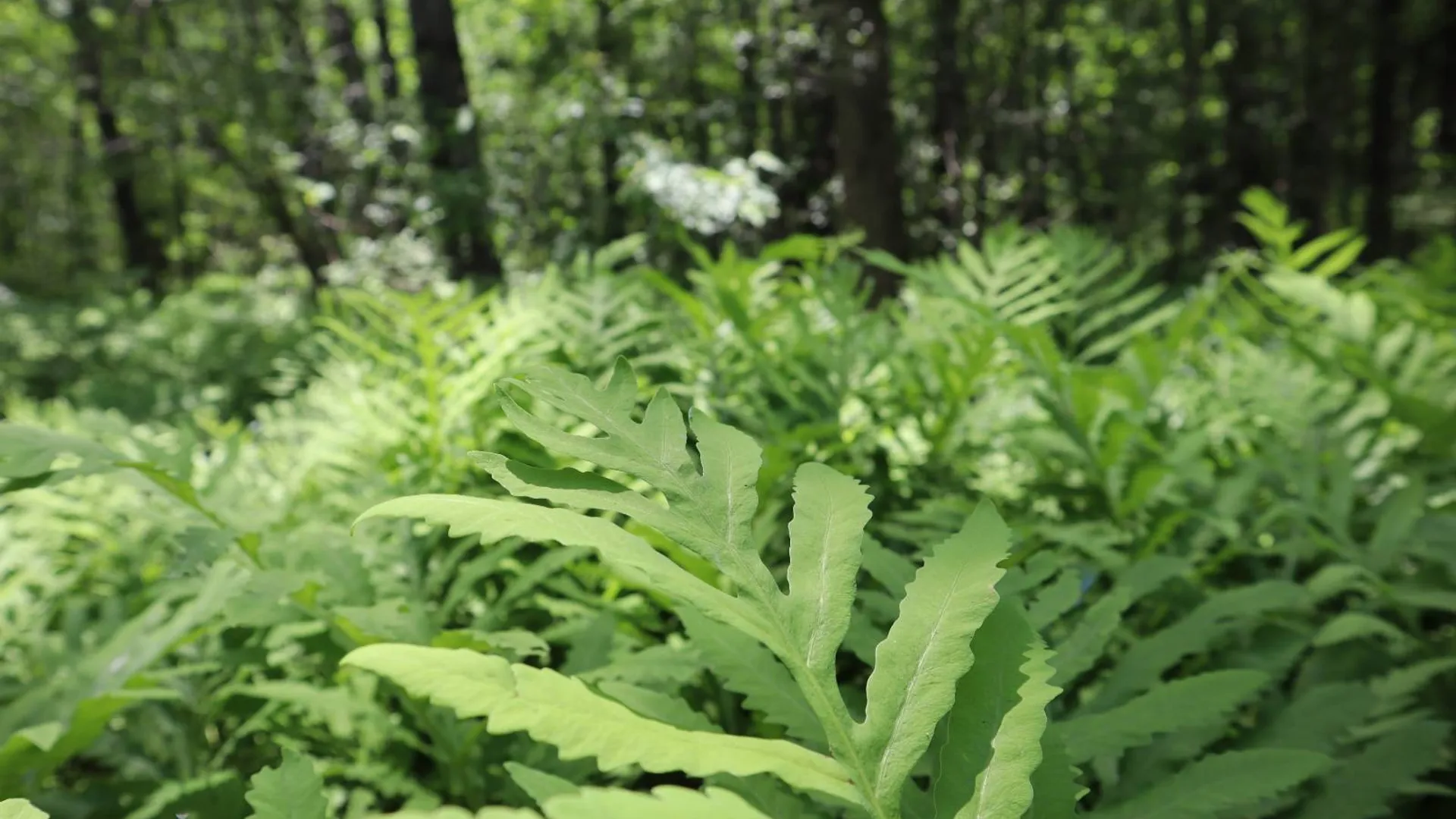 Property at 0 Sacandaga Road, Glenville, NY 12302 16