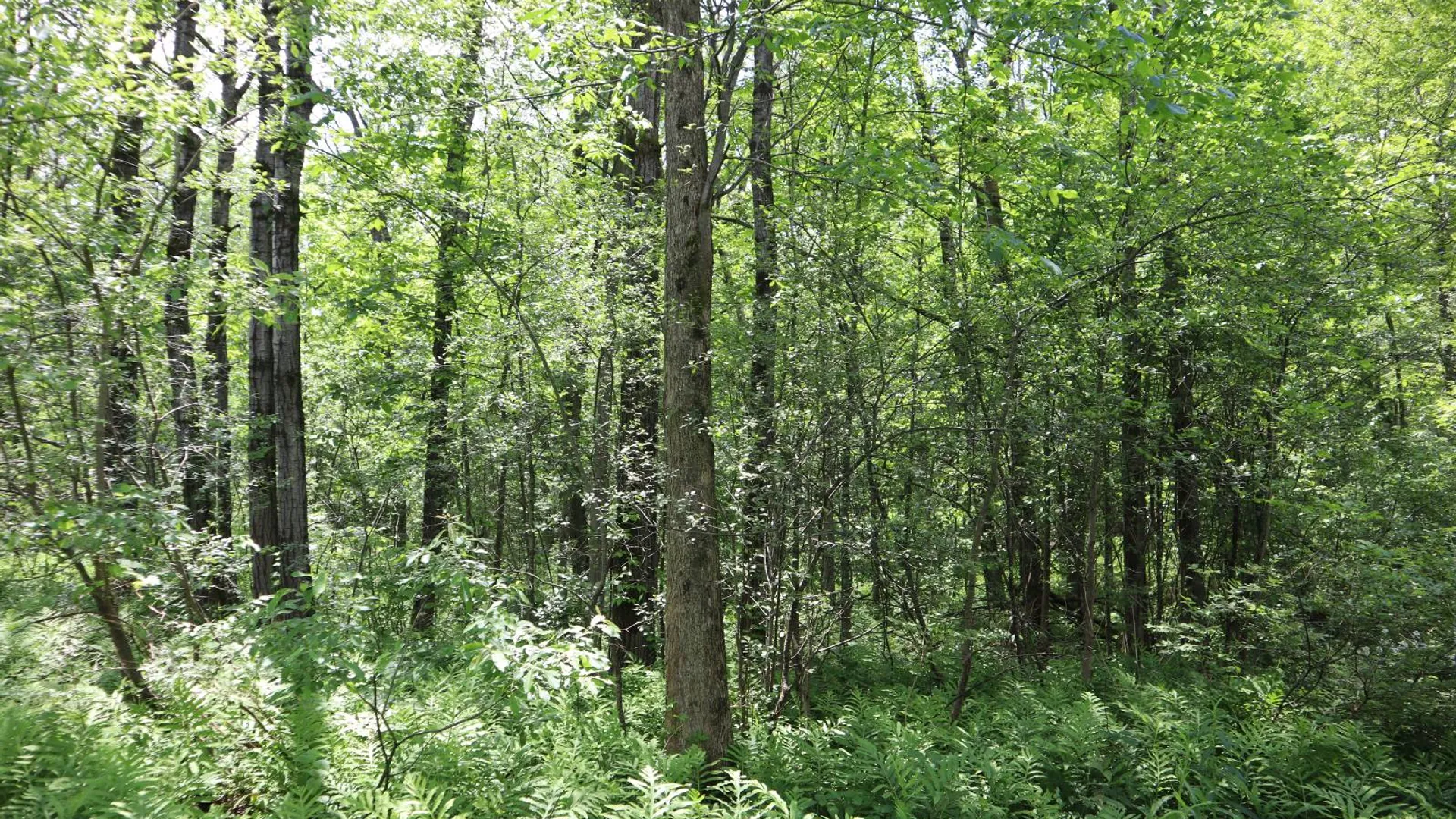 Property at 0 Sacandaga Road, Glenville, NY 12302 17