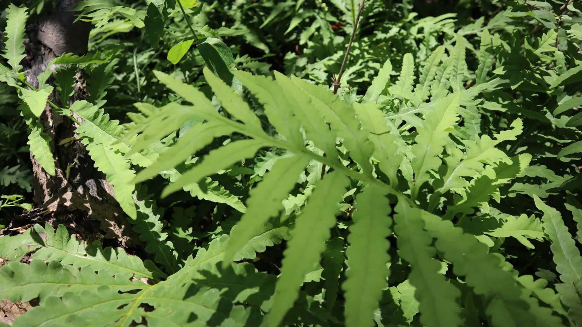 Property at 0 Sacandaga Road, Glenville, NY 12302 21