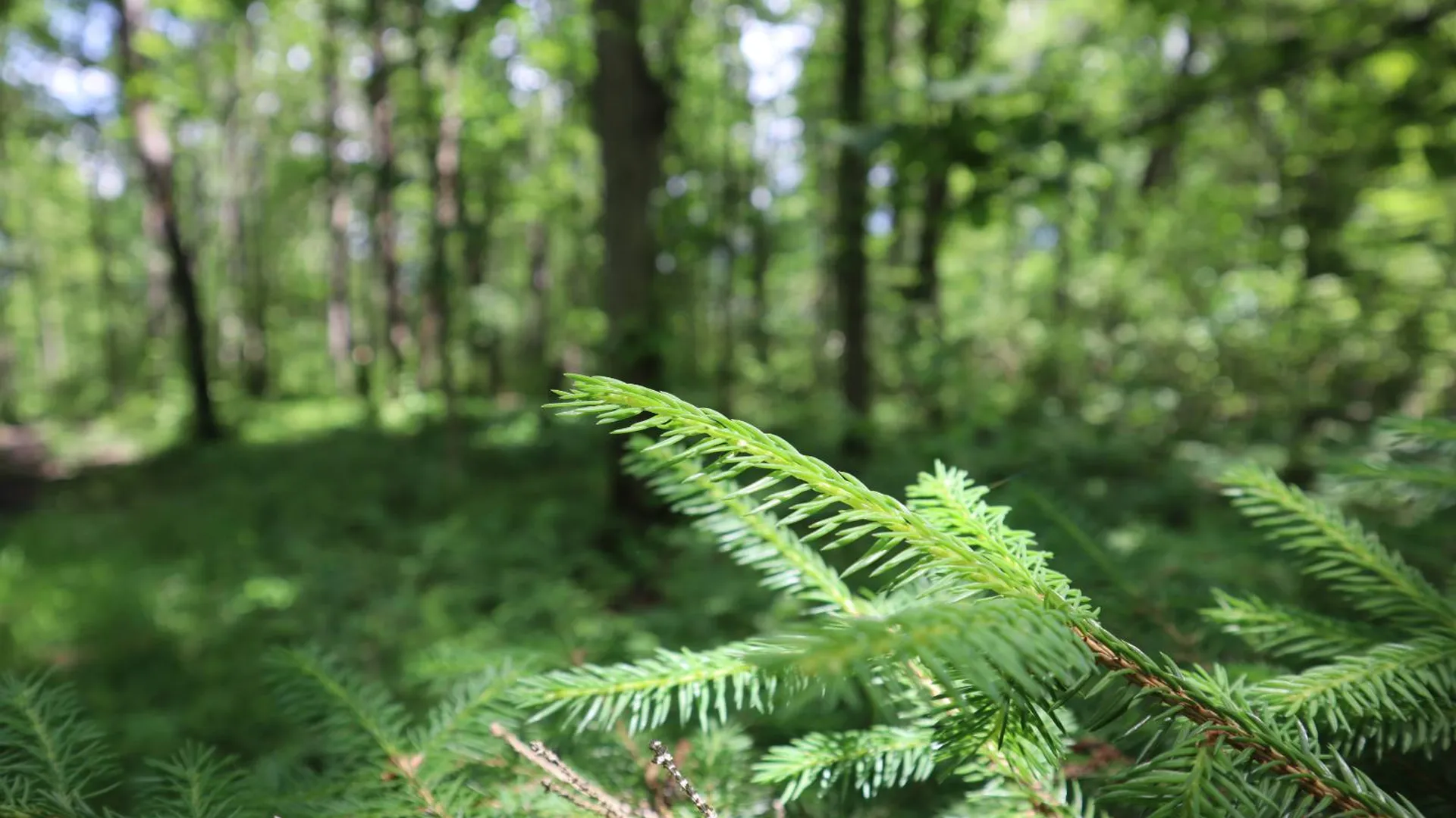 Property at 0 Sacandaga Road, Glenville, NY 12302 23