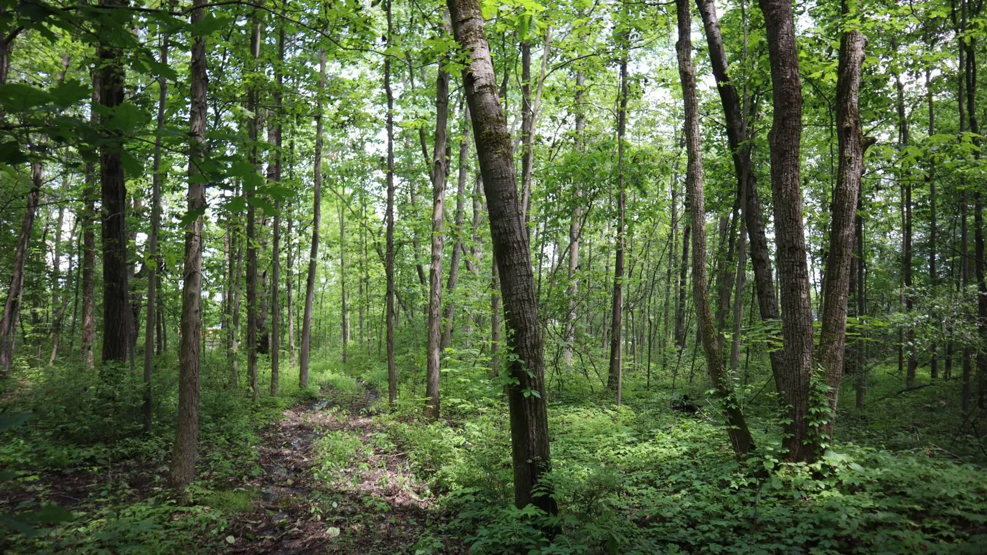 Property at 0 Sacandaga Road, Glenville, NY 12302 4