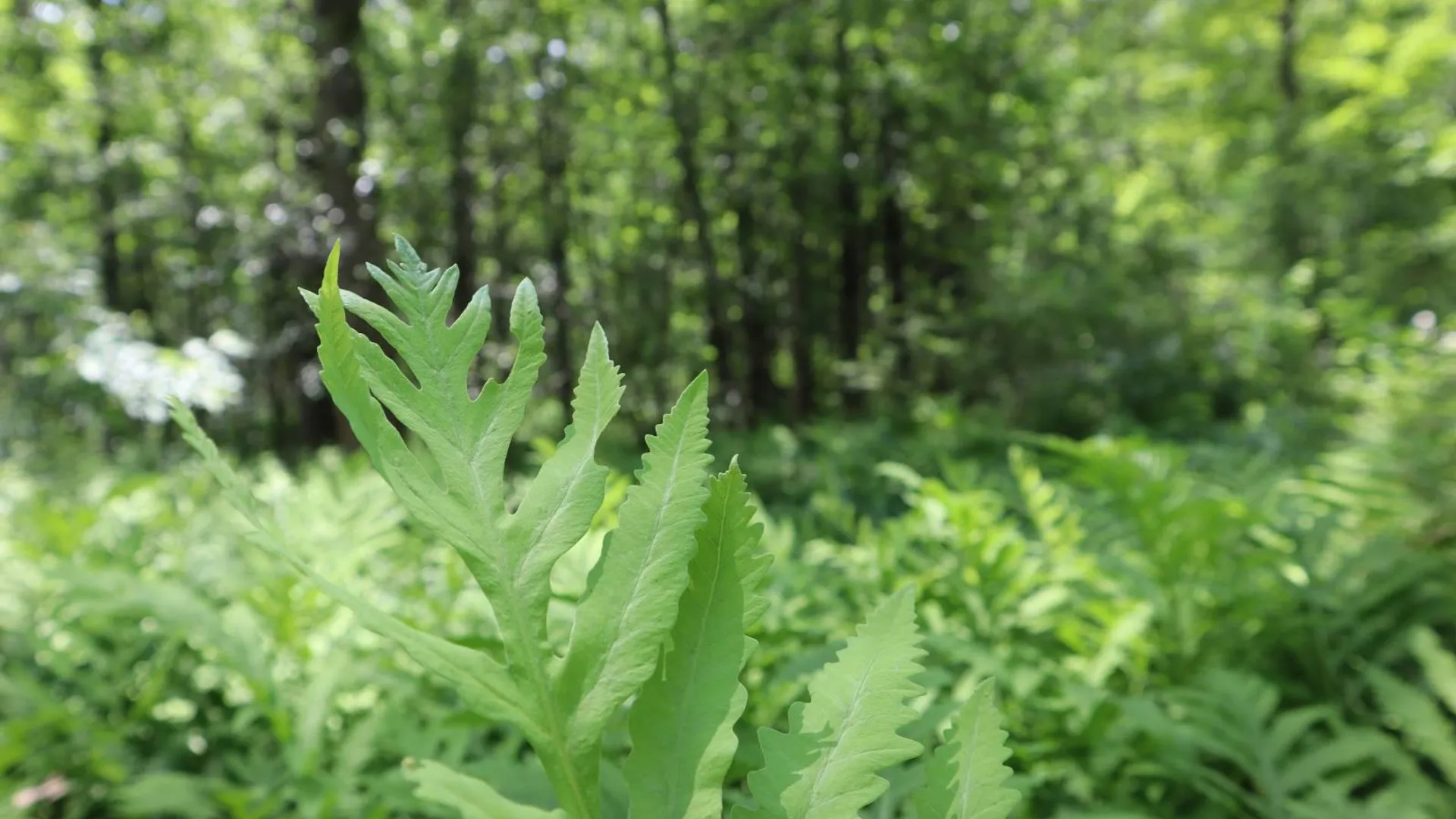 Property at 0 Sacandaga Road, Glenville, NY 12302 5