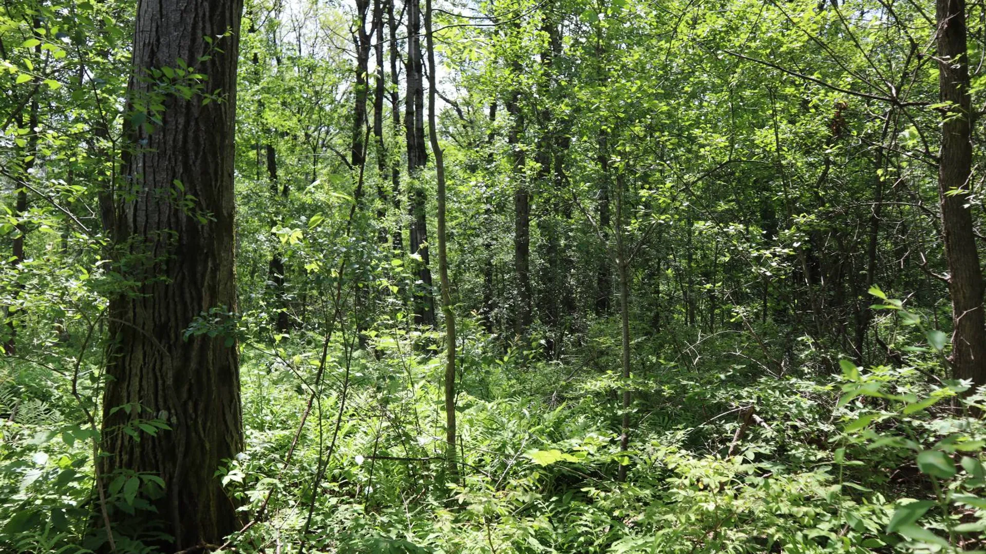 Property at 0 Sacandaga Road, Glenville, NY 12302 6