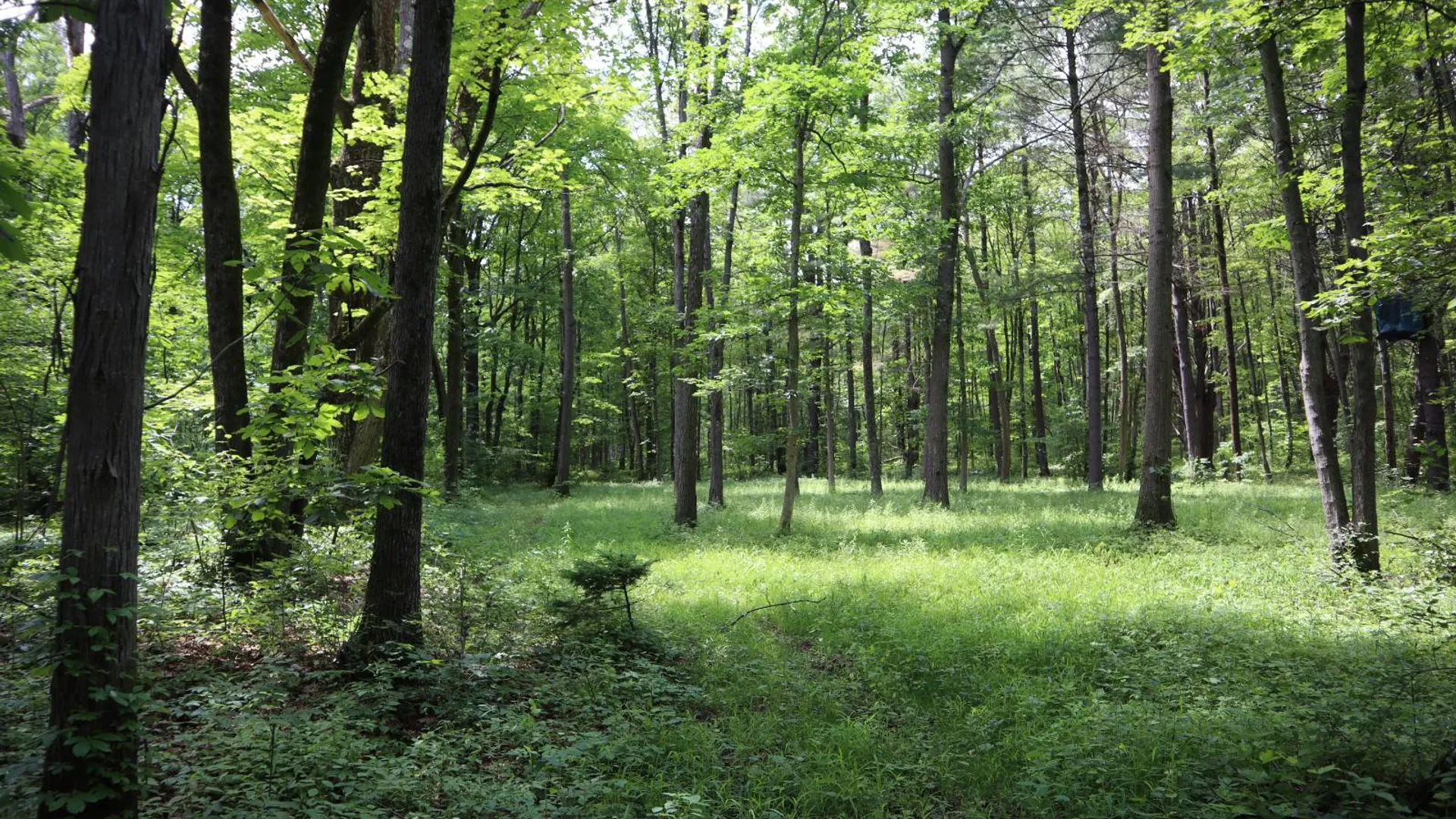 Property at 0 Sacandaga Road, Glenville, NY 12302 8