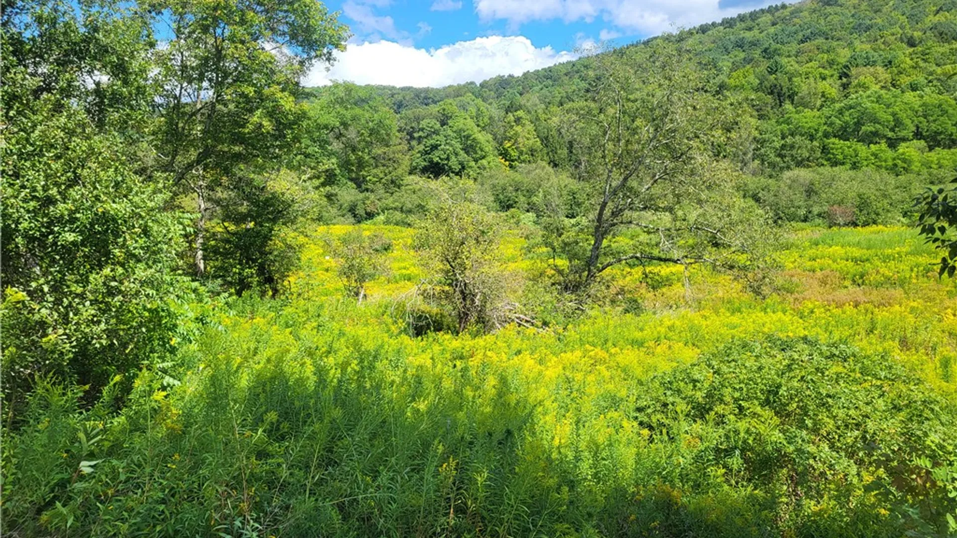 Property at 0 County Road 15, New Lisbon, NY 13810 39