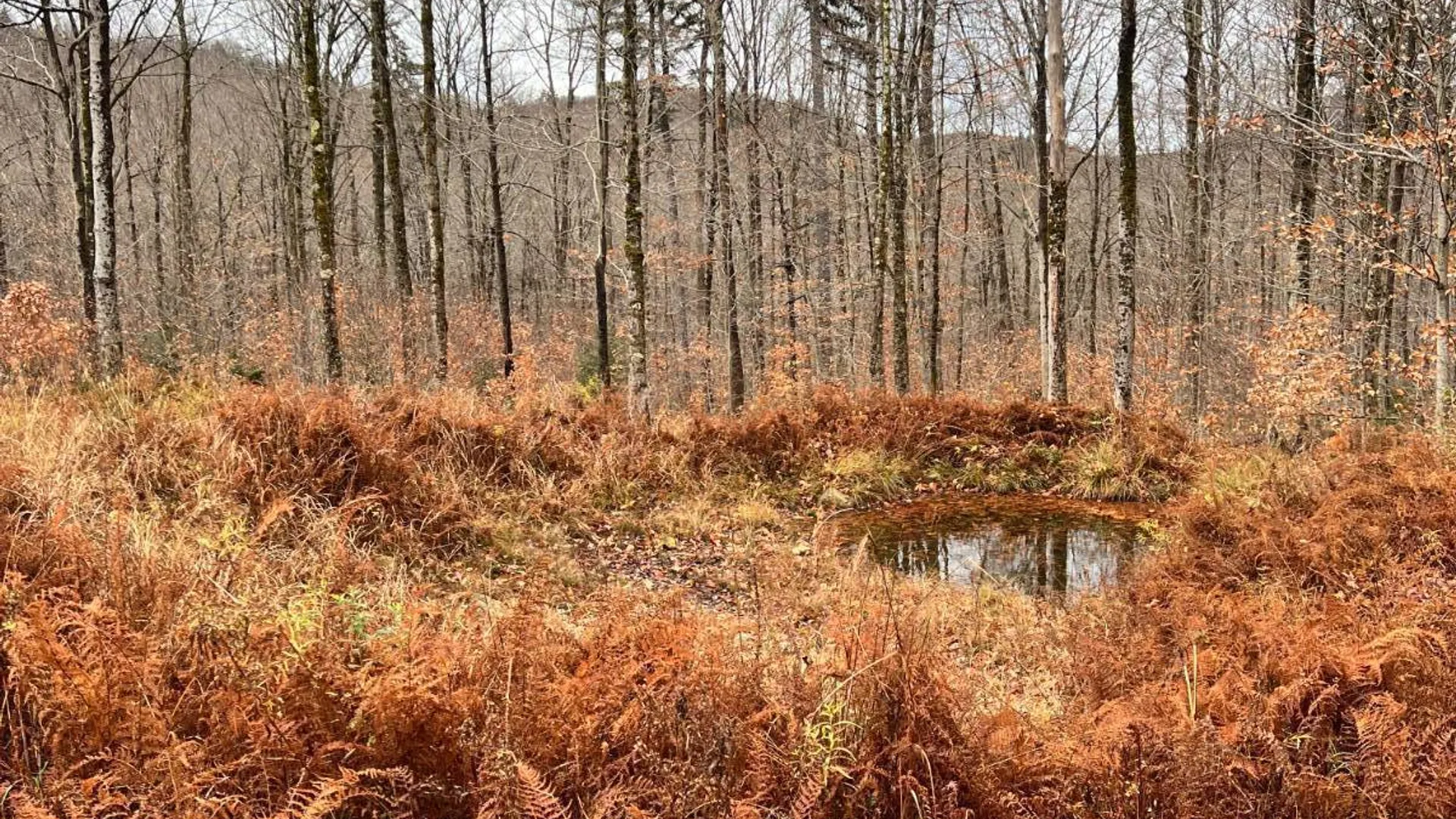 Property at 758 State Route 8 Rd, Hoffmeister, NY 13353 15