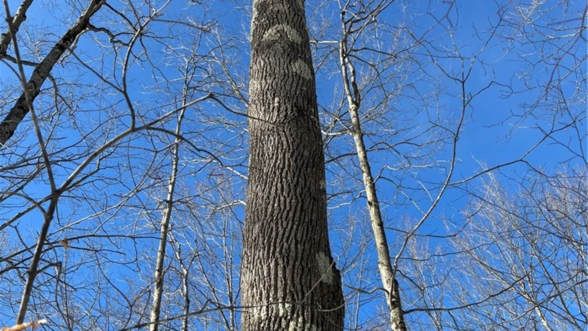 Property at Mereness Road, Decatur, NY 12197 9