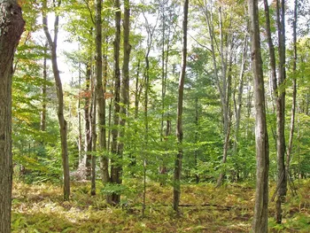 Lot #28 Timberland Drive, Andes, NY 13731