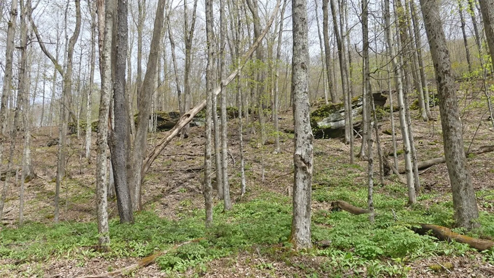 Property at Lot #28 Timberland Drive, Andes, NY 13731 4