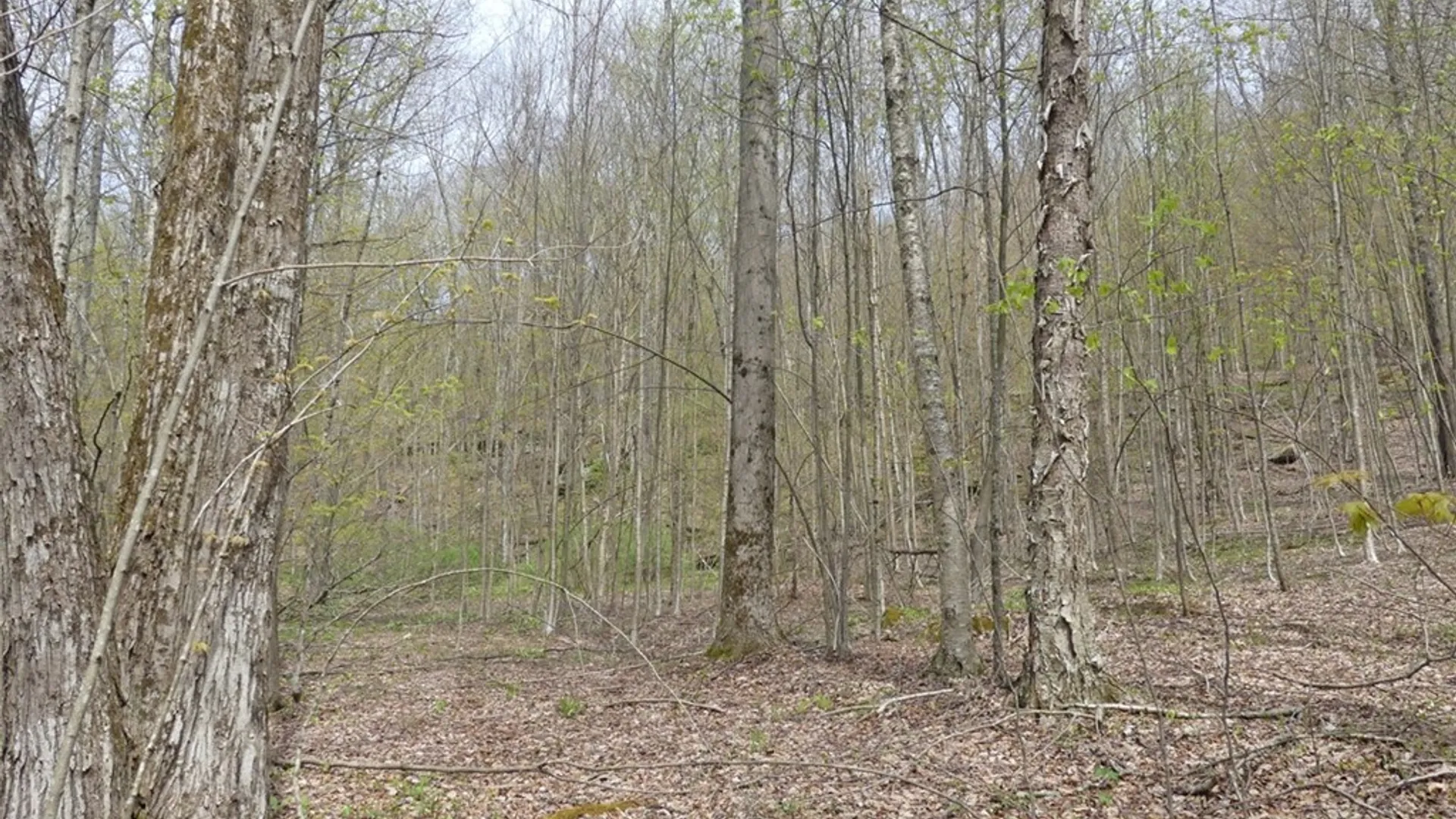 Property at Lot #28 Timberland Drive, Andes, NY 13731 5