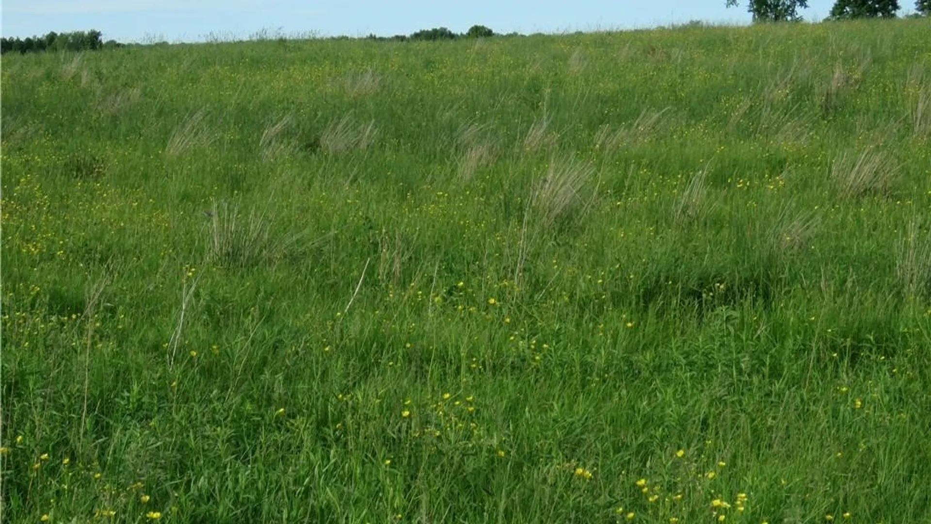 Property at 543 North Street, Arcade, NY 14009 4