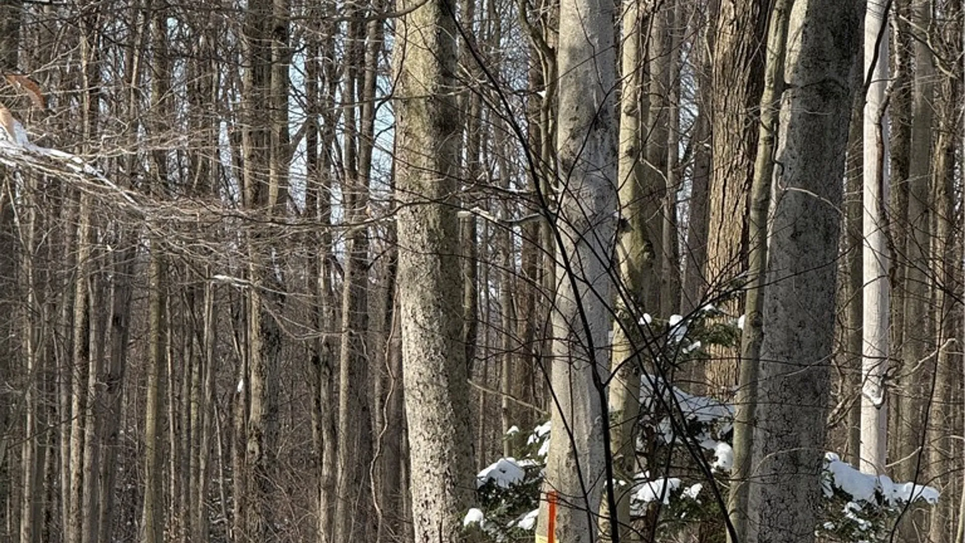 Property at V/L Syler Road, Orangeville, NY 14569 2