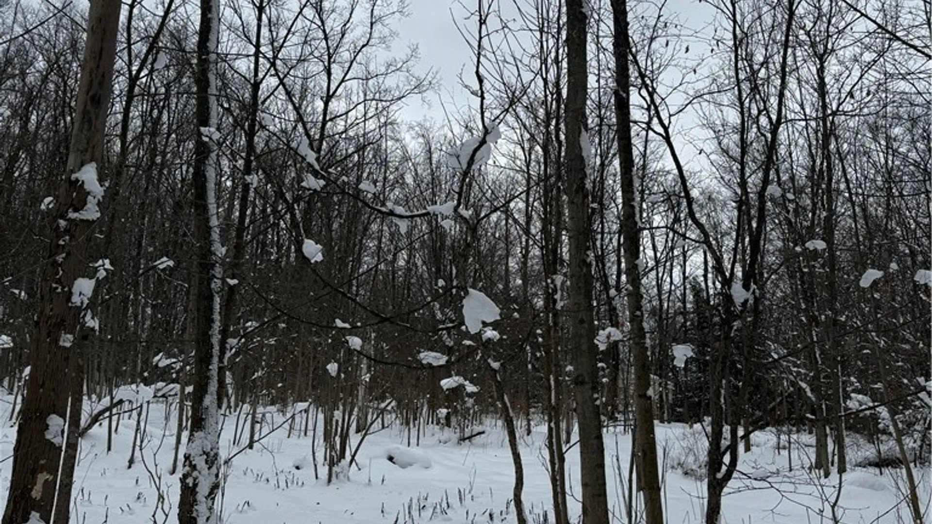 Property at V/L Syler Road, Orangeville, NY 14569 3