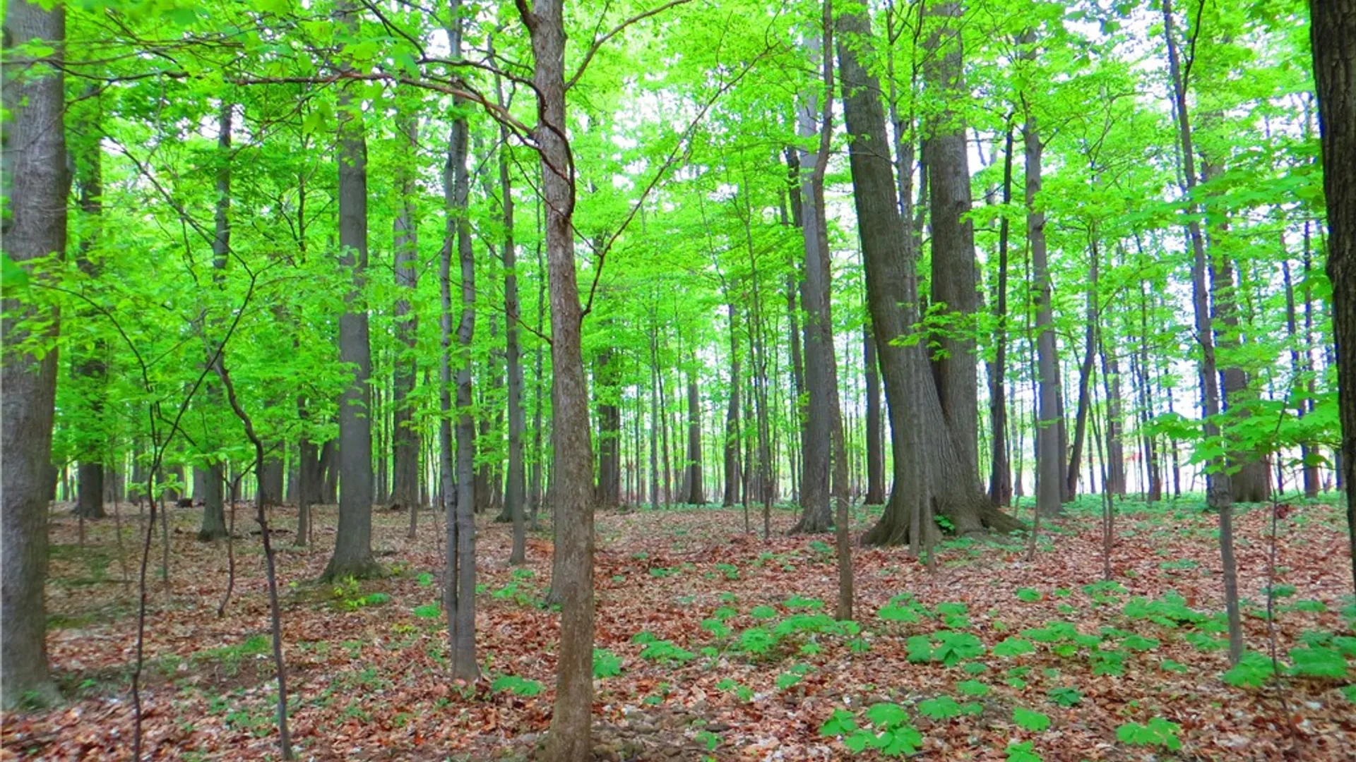 Property at Taylor Road, Mendon, NY 14472 11