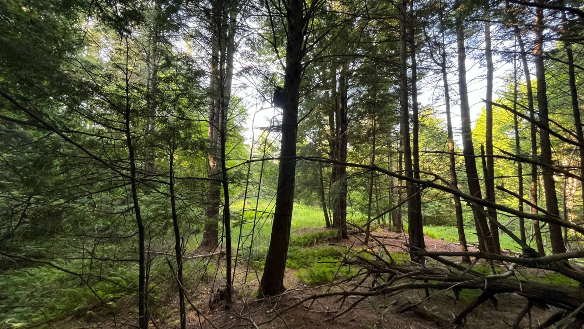 Property at 00 White Pine Lane/pvt, Pitcairn, NY 13648 31
