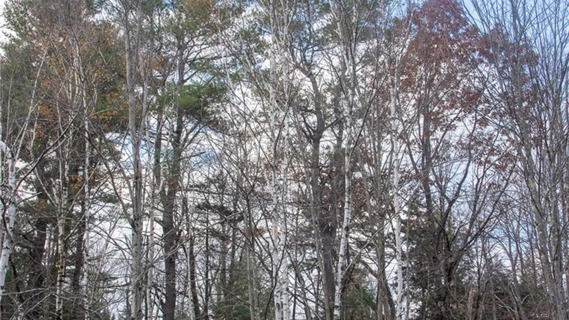 Property at Woodland Drive, Jefferson, NY 12093 3