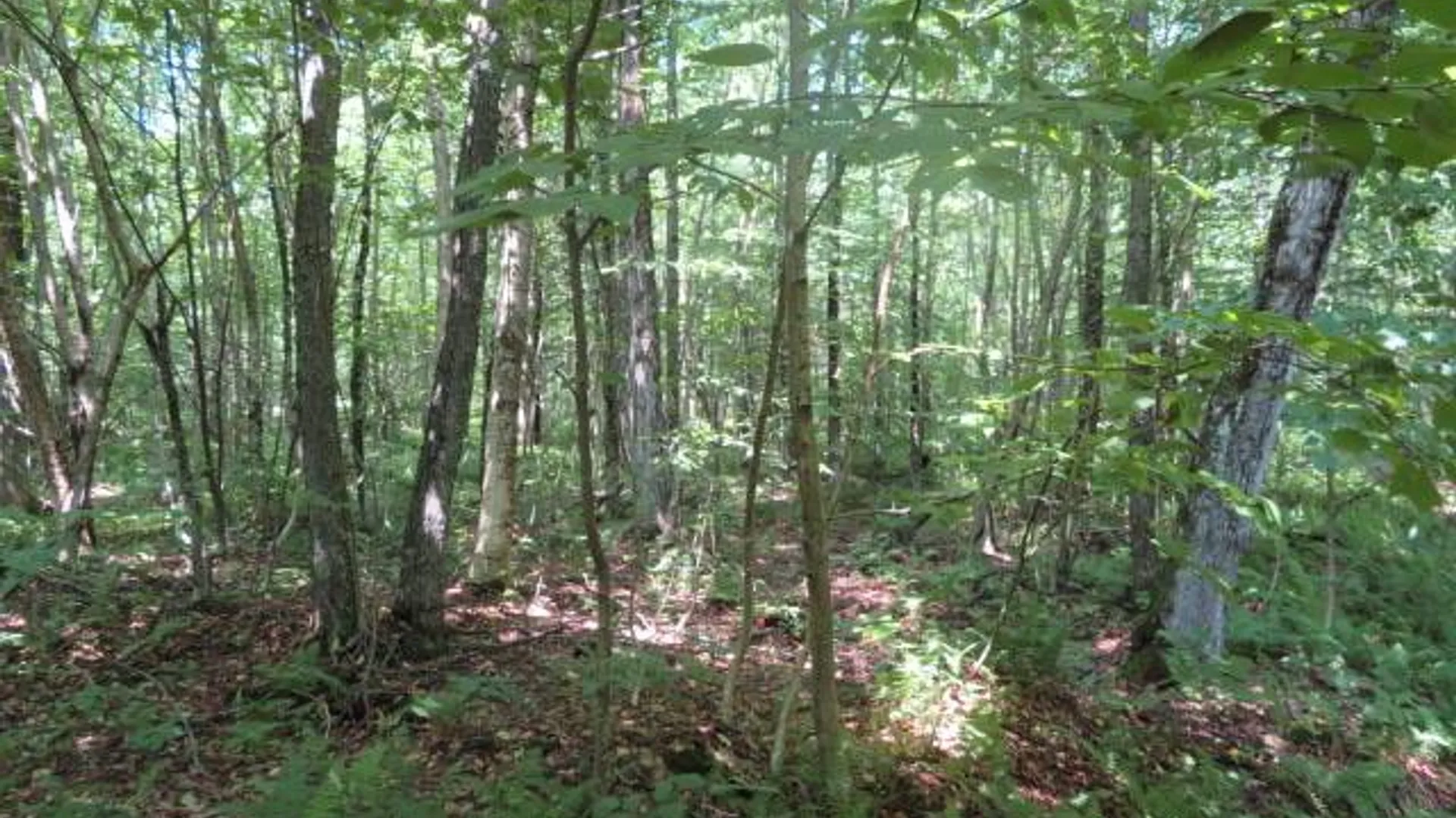 Property at 0 Kimball Camp Rd, Orwell, NY 13426 11
