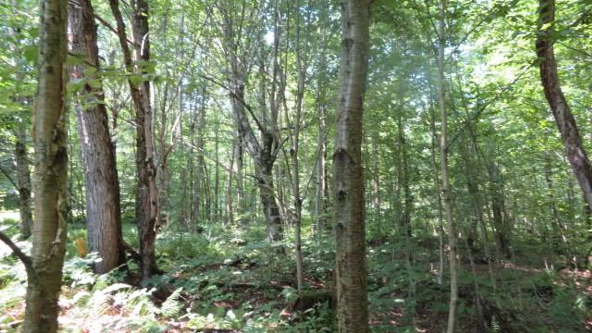 Property at 0 Kimball Camp Rd, Orwell, NY 13426 12