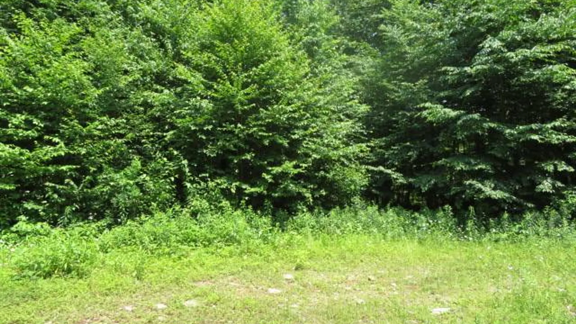 Property at 0 Kimball Camp Rd, Orwell, NY 13426 14