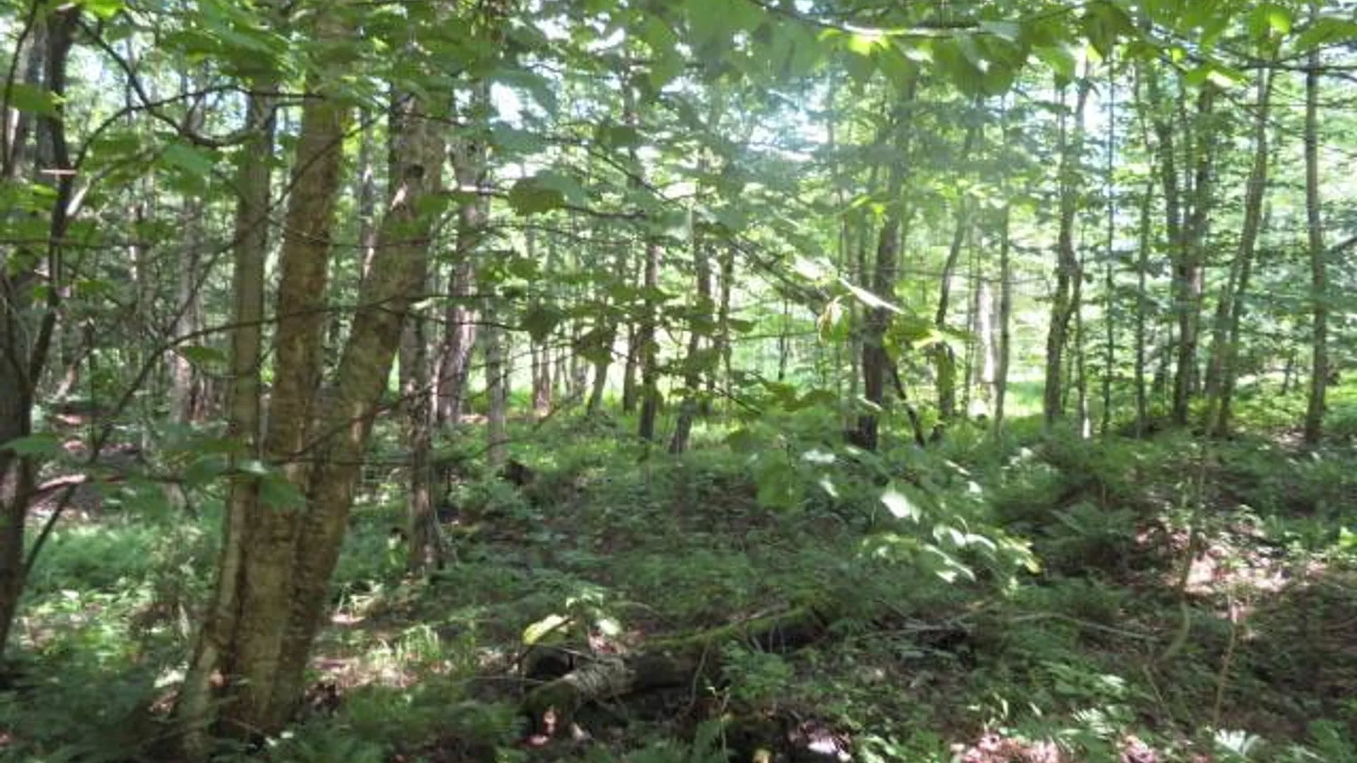 Property at 0 Kimball Camp Rd, Orwell, NY 13426 9