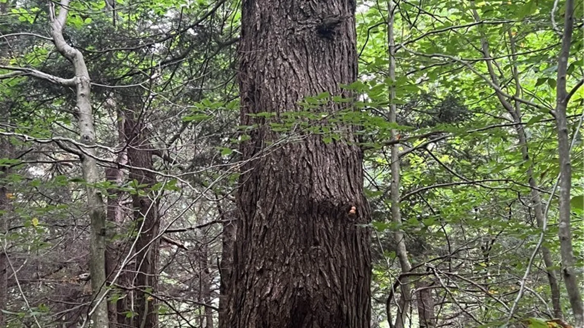 Property at Creek Road, Annsville, NY 13471 11