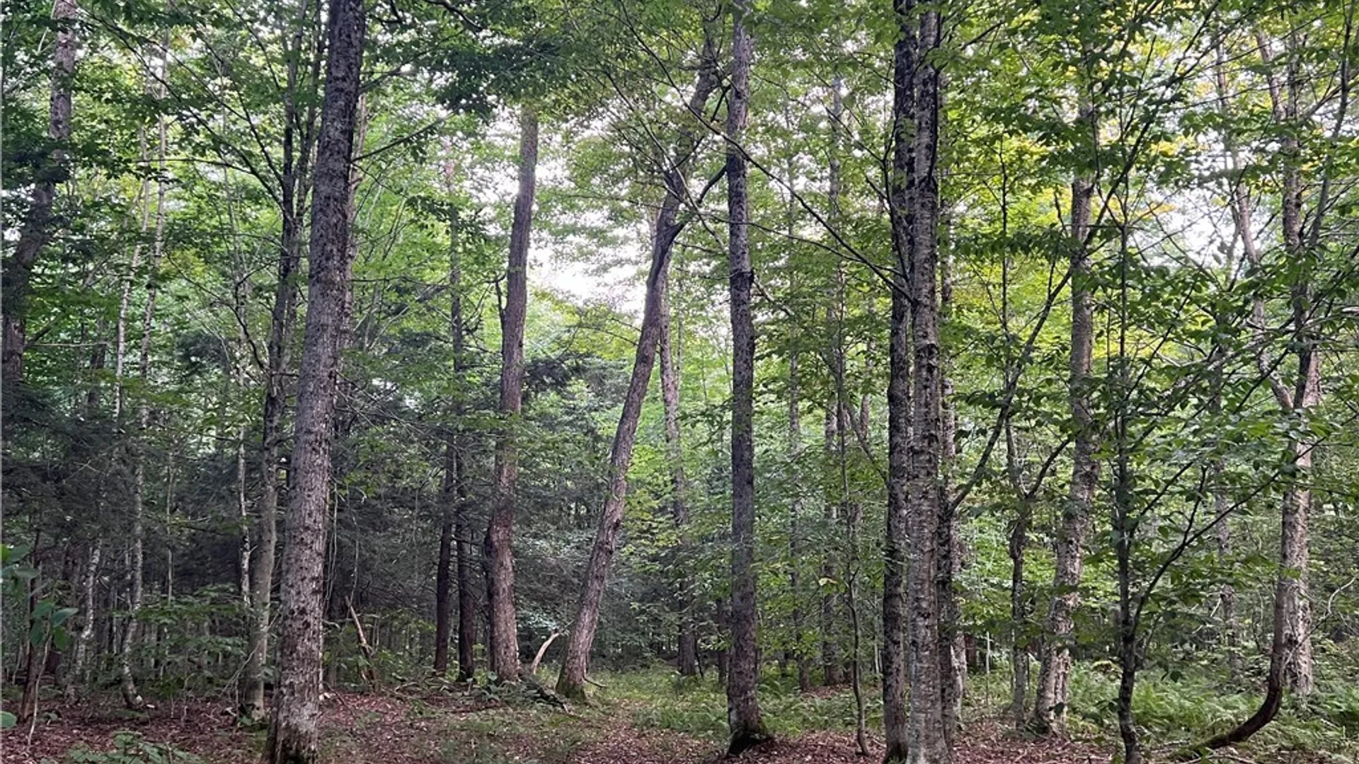 Property at Creek Road, Annsville, NY 13471 12