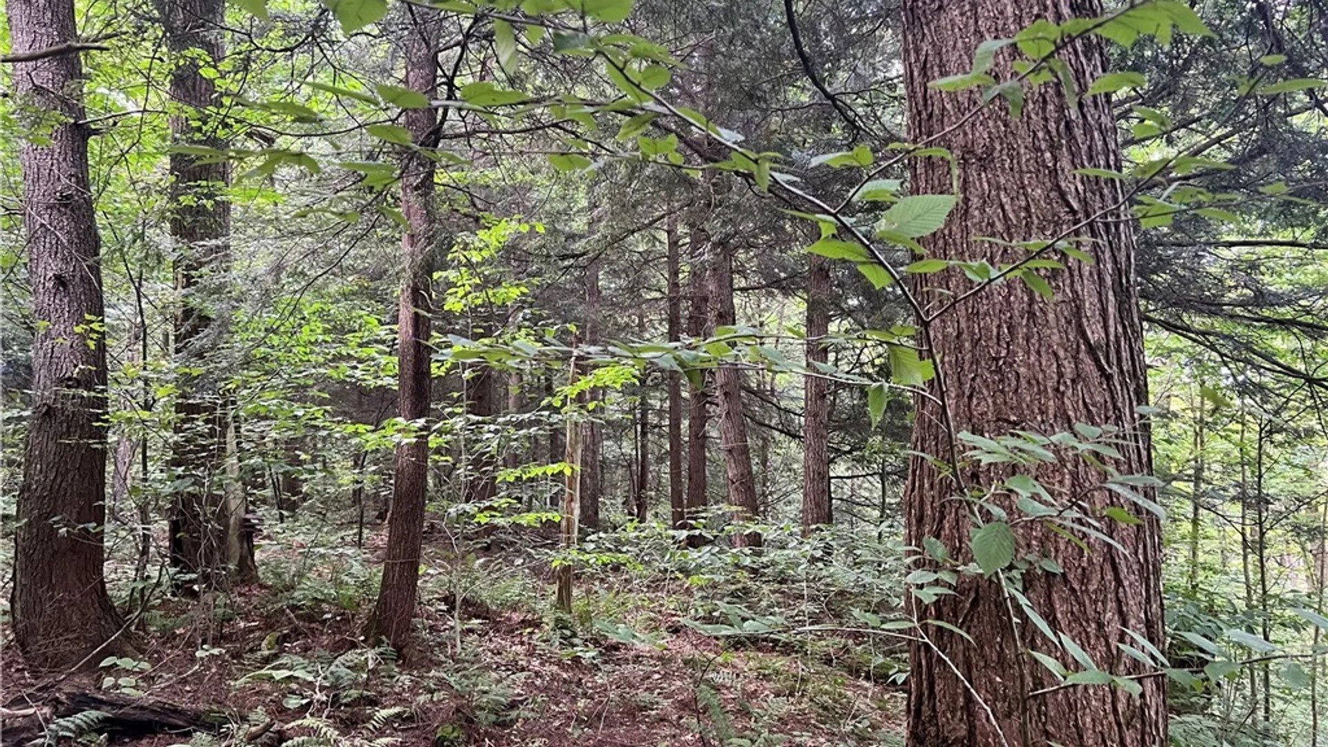 Property at Creek Road, Annsville, NY 13471 13