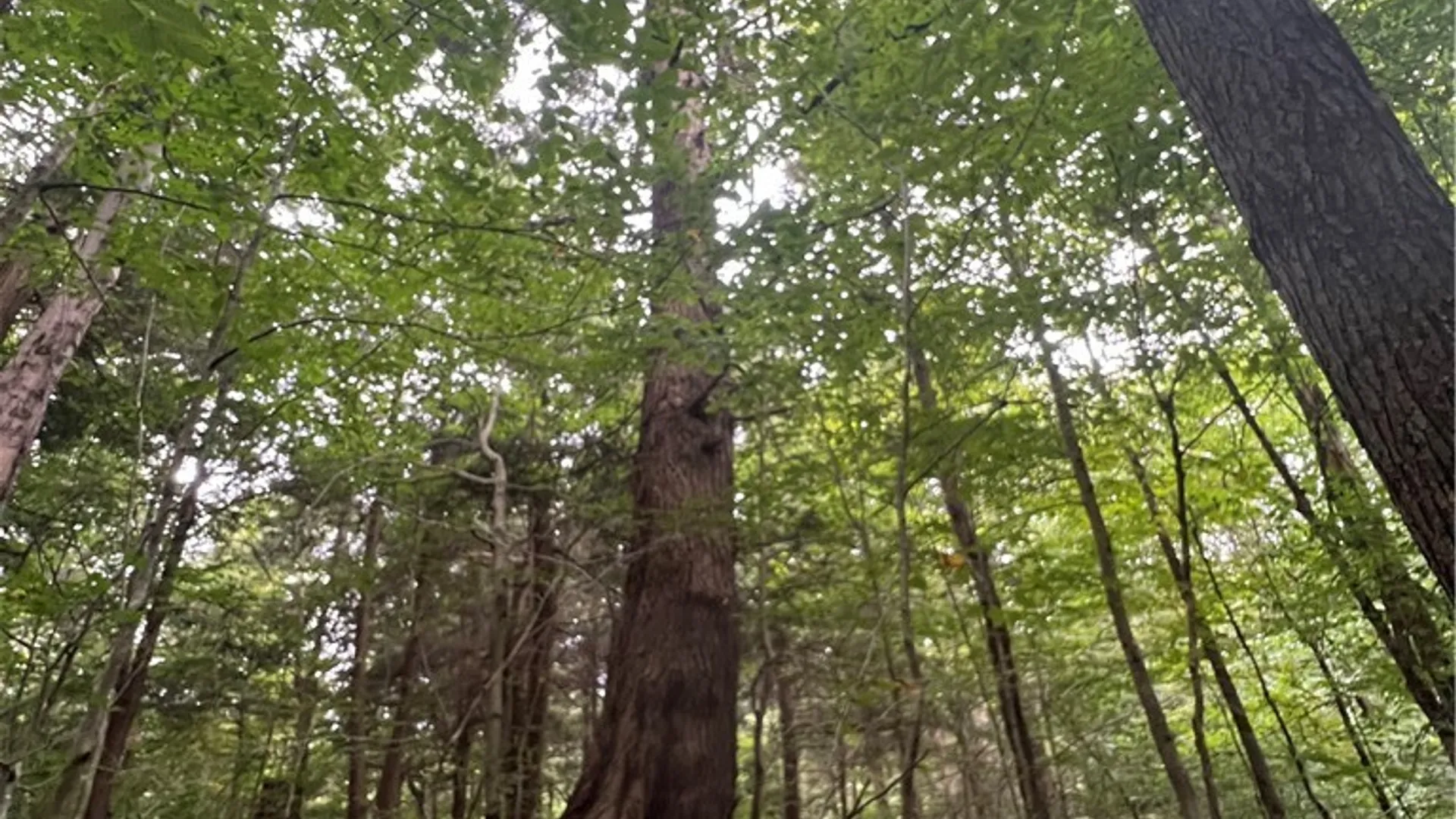 Property at Creek Road, Annsville, NY 13471 18