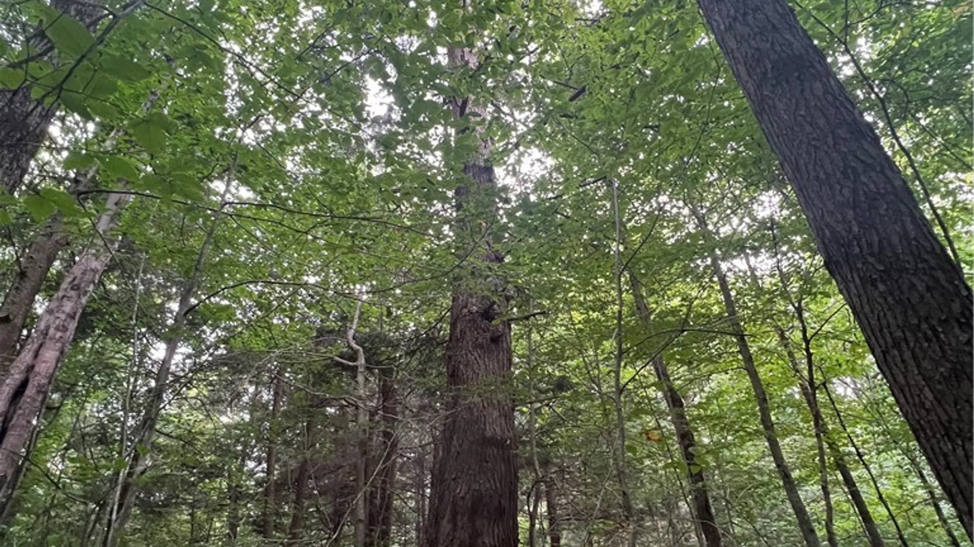 Property at Creek Road, Annsville, NY 13471 19