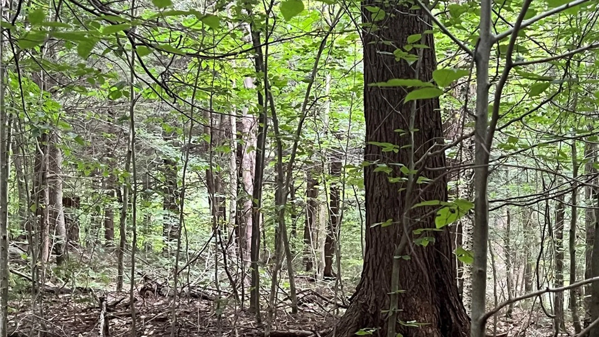 Property at Creek Road, Annsville, NY 13471 3