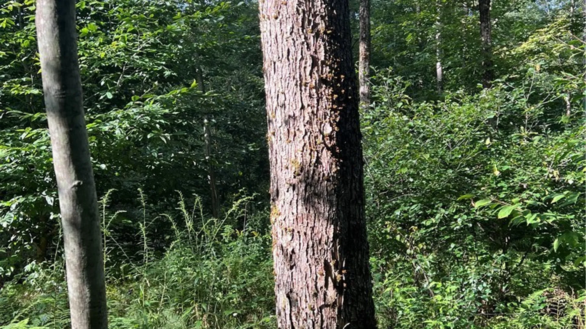 Property at Creek Road, Annsville, NY 13471 30