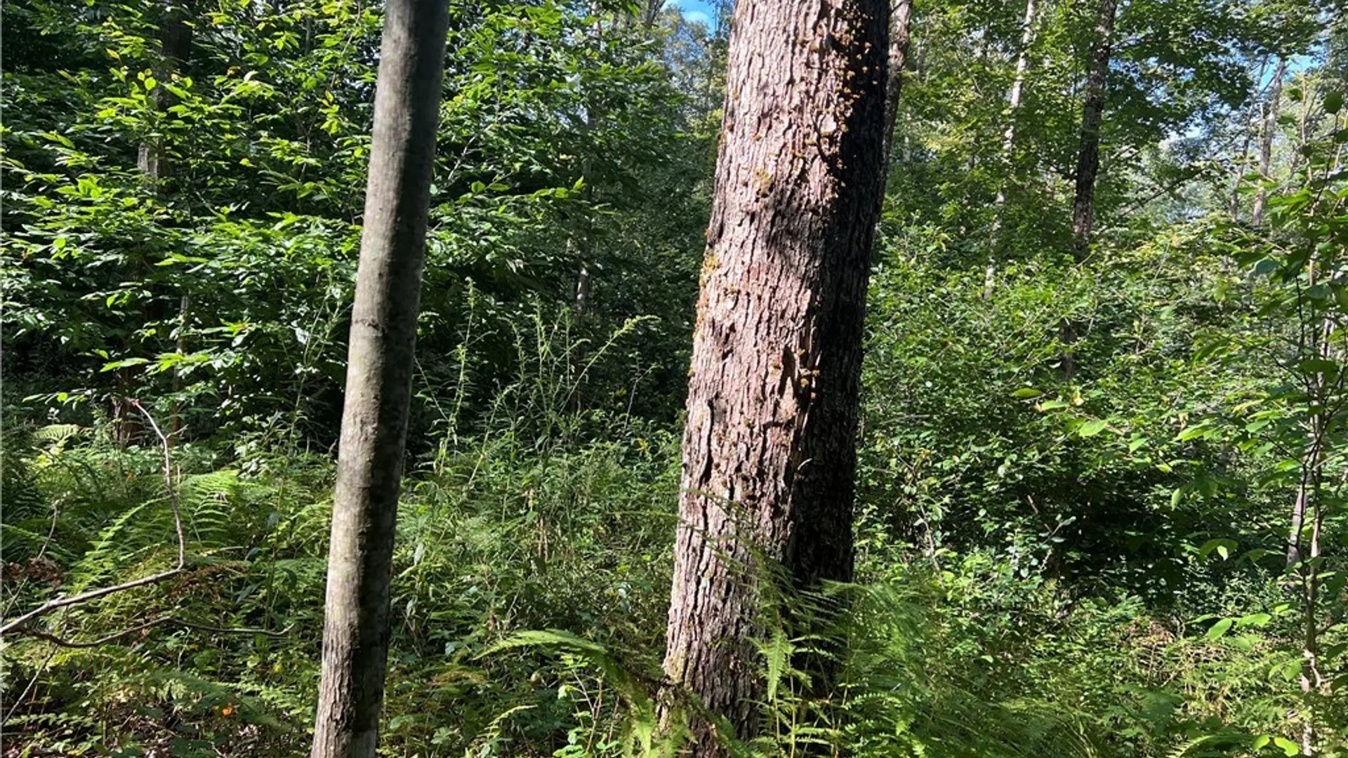 Property at Creek Road, Annsville, NY 13471 31