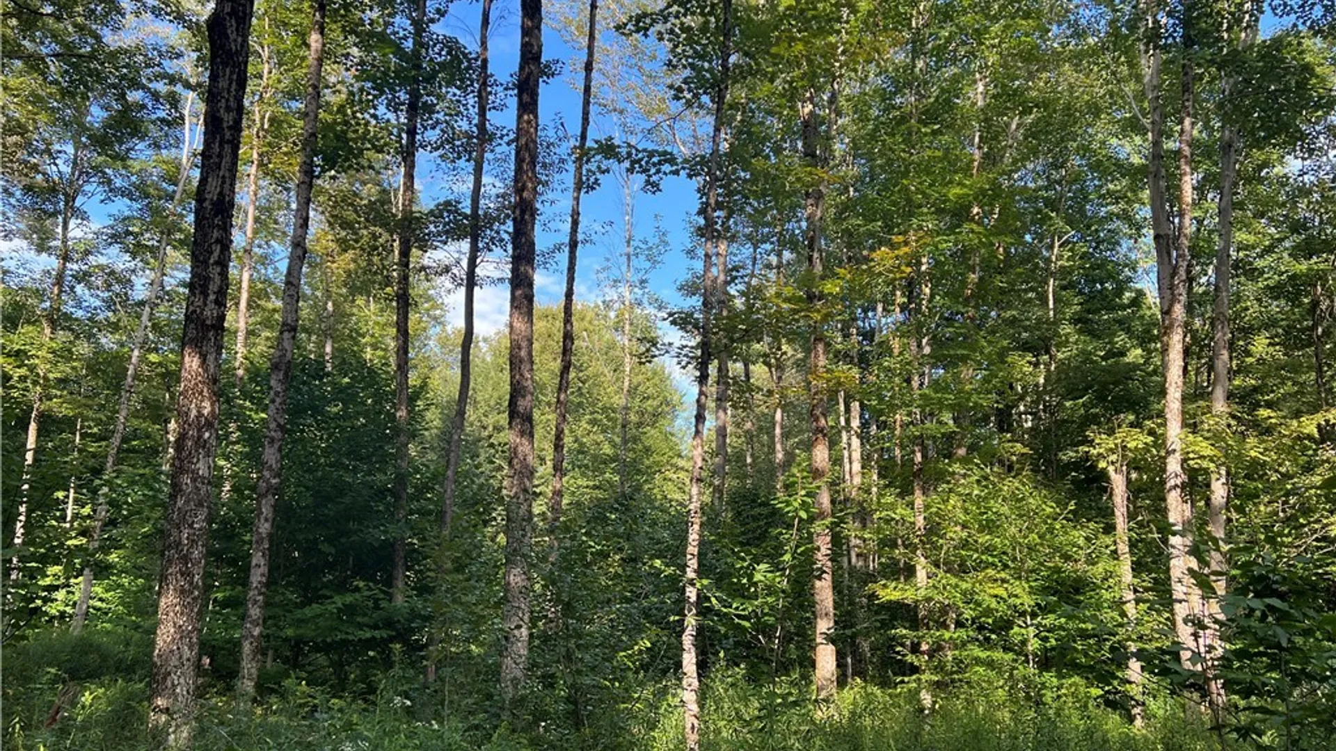 Property at Creek Road, Annsville, NY 13471 35