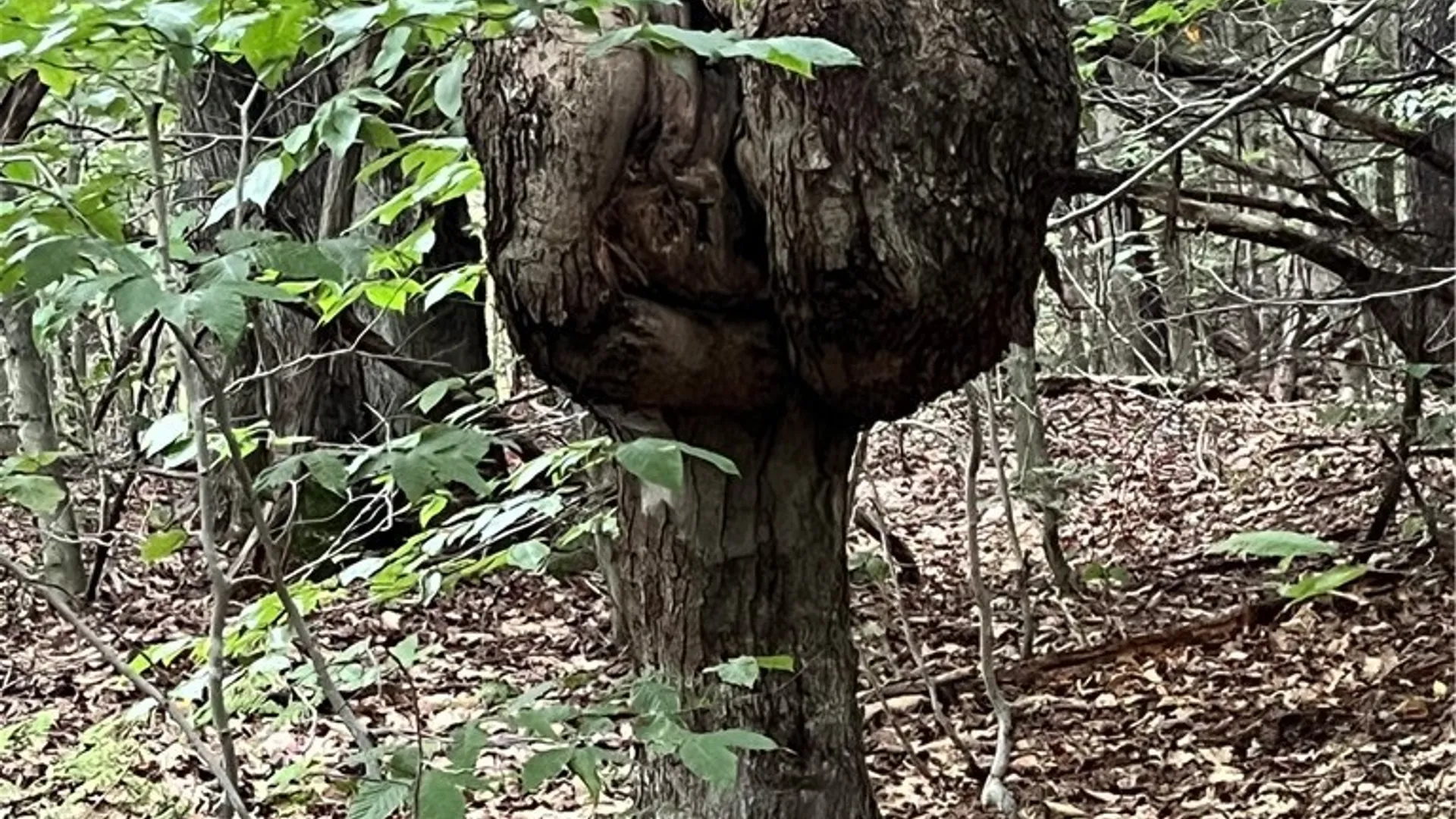 Property at Creek Road, Annsville, NY 13471 36